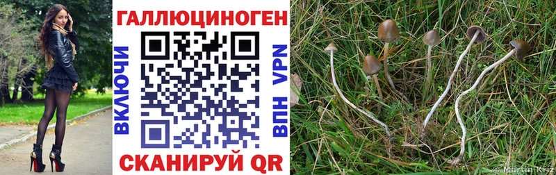 Галлюциногенные грибы мицелий дарнет шоп Куровское